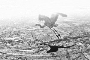 1361 Great Blue Heron, Foggy Morning Flight Over Ice, Hagerman National Wildlife Refuge, TX
