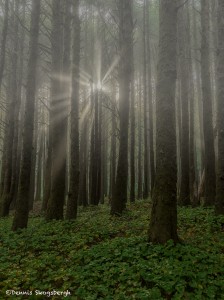 3660 Foggy Morning, Oregon Coast