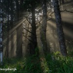 5171 Sunrise, Crepuscular Rays (God Beams), Hug Point, Oregon Coast