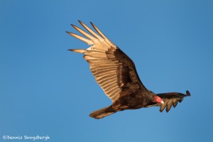 1089 Turkey Vulture in flight, Hagerman National Wildlife Refuge, TX