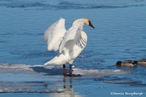 1090 Trumpeter Swan, Grand Teton National Park, MT