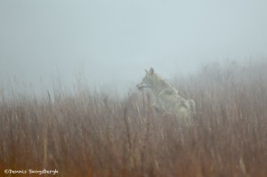 1119 Coyote, Wichita Mountains NationalWildlife Refuge, OK