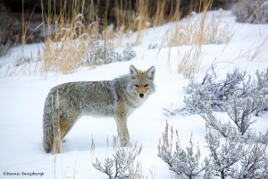 1126 Coyote, Yellowstone National Park