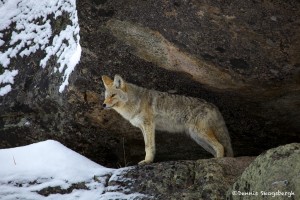 1127 Coyote, Yellowstone National Park