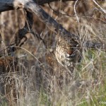 1129 Bobcat, Hagerman National Wildlife Refuge, TX
