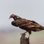 1130 Turkey Vulture, Hagerman National Wildlife Refuge, TX