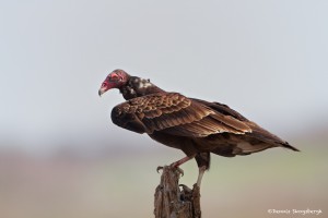 1130 Turkey Vulture, Hagerman National Wildlife Refuge, TX