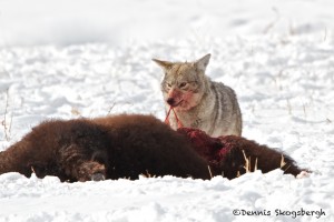 1136 Coyote, Bison Calf, February, Yellowstone National Park