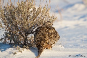 1137 Sage Grouse, Female, February, Yellowstone National Park