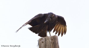 1141 Black Vulture, Hagerman National Wildlife Refuge, TX