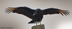 1142 Black Vulture, Hagerman National Wildlife Refuge, TX