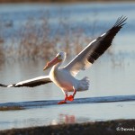 1145 American White Pelican, Hagerman National Wildlife Refuge, TX