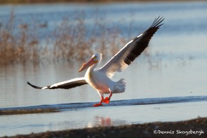 1145 American White Pelican, Hagerman National Wildlife Refuge, TX