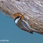 1154 Female Tree Swallow, Hagerman national Wildlife Refuge, TX