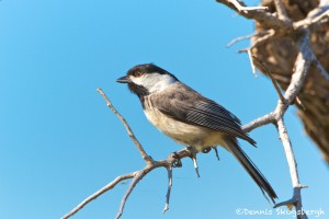 1155 Female Tree Swallow, Hagerman National Wildlife Refuge, TX