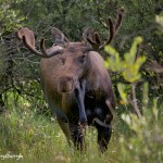 1175 Bull Moose