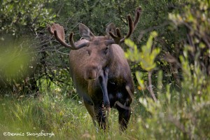1175 Bull Moose