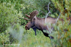1177 Bull Moose, Rocky Mountain National Park, CO