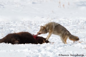 1178 Coyote, Bison Calf, February, Yellowstone National Park