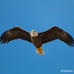 1181 Bald Eagle, Sequoyah National Wildlife Refuge, OK