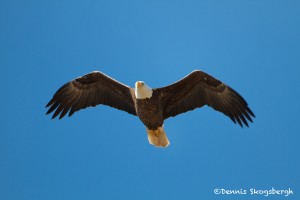 1181 Bald Eagle, Sequoyah National Wildlife Refuge, OK