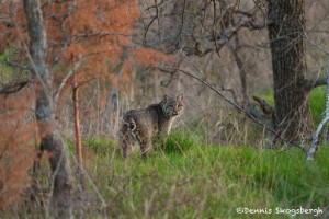 1182 Bobcat, Hagerman National Wildlife Refuge, TX