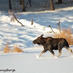 1185 Bull Moose, January, Yellowstone National Park
