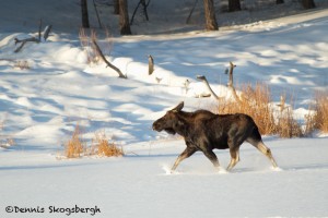 1185 Bull Moose, January, Yellowstone National Park