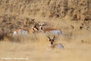 1188 Pronghorn Antelopes, February, Yellowstone National Park