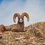 1190 Bighorn Sheep (Ram), January, Yellowstone National Park