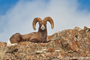 1190 Bighorn Sheep (Ram), January, Yellowstone National Park