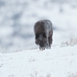1189 Black Wolf (alpha), February, Yellowstone Naitonal Park