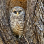 1194 Barred Owl Chick, Hagerman National Wildlife Refuge, TX