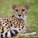 1203 Cheetah, Fossil Rim Wildlife Center, TX