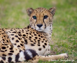 1203 Cheetah, Fossil Rim Wildlife Center, TX