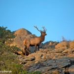 1204 Bull Elk, Wichita Mountains National Wildlife Refuge, OK