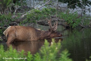 1208 Bull Elk, Velvet, Wichita Mountains National Wildlife Refuge, OK