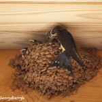 1212 Barn Swallow and Young