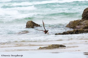 1241 Black Oyster Catcher, Oregon Coast