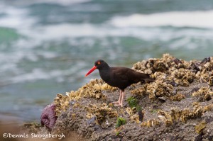 1265 Black Oyster Catcher, OR
