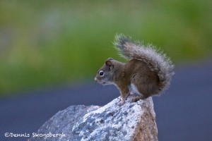 1296 Red Squirrel, Grand Teton National Park, WY