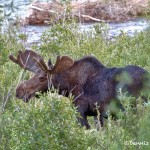 1298 Bull Moose