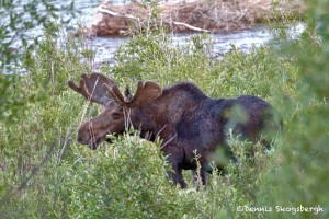1298 Bull Moose