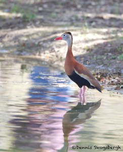 1344 Black-bellied Whistling Duck, Block Creek Natural Area-Turkey Hollow, TX