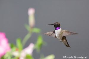 1347 Male Black-chinned Hummingbird, TX