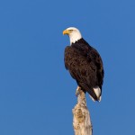 1357 Bald Eagle, Hagerman National Wildlife Refuge, TX