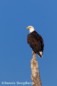 1357 Bald Eagle, Hagerman National Wildlife Refuge, TX