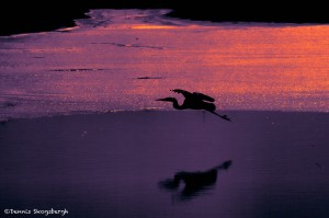 1359 Icy Sunset, Hagerman National Wildlife Refuge, TX