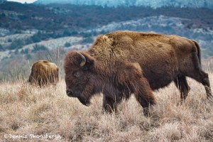 1365 Bison, Wichita Mountains National Wildlife Refuge, OK