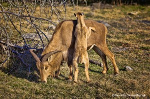 1367 Female Aoudad and Lamb, Fossil Rim Wildlife Center, TX